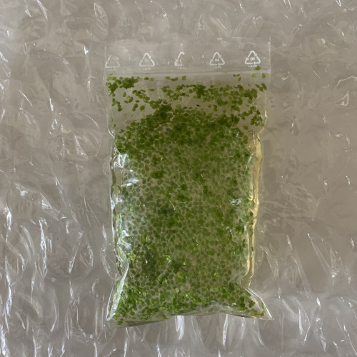 Lemna minor (lentille d’eau)