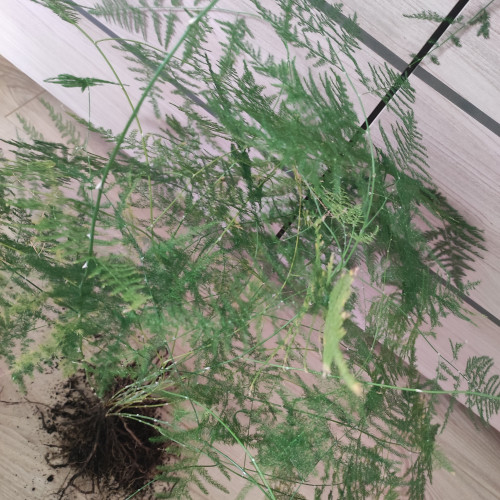 Plante Asparagus Plumosus pour Terrarium, Aquarium émergé, Paludarium
