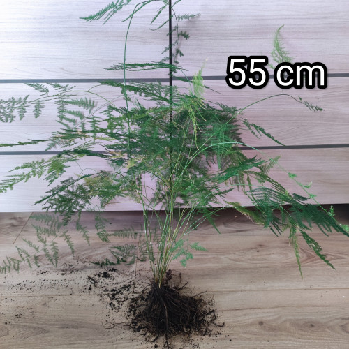 Plante Asparagus Plumosus pour Terrarium, Aquarium émergé, Paludarium