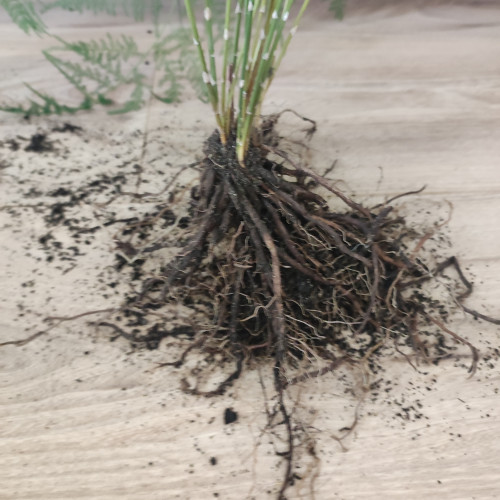 Plante Asparagus Plumosus pour Terrarium, Aquarium émergé, Paludarium