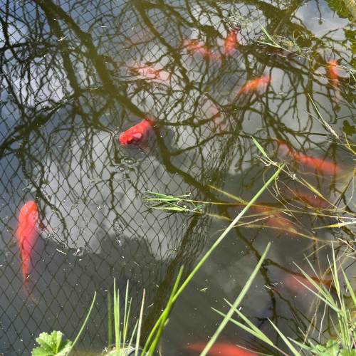 Poissons japonais