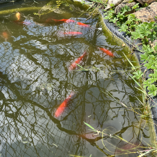 Poissons japonais