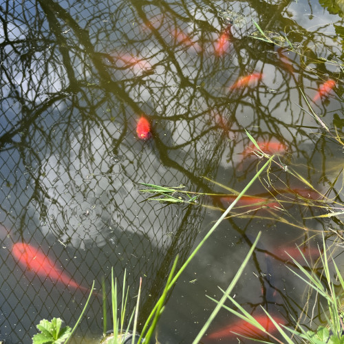 Poissons japonais