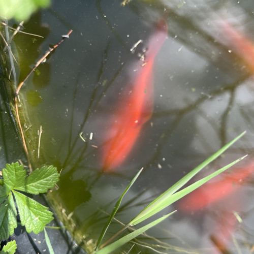 Poissons japonais