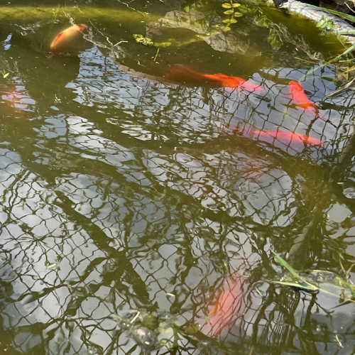 Poissons japonais