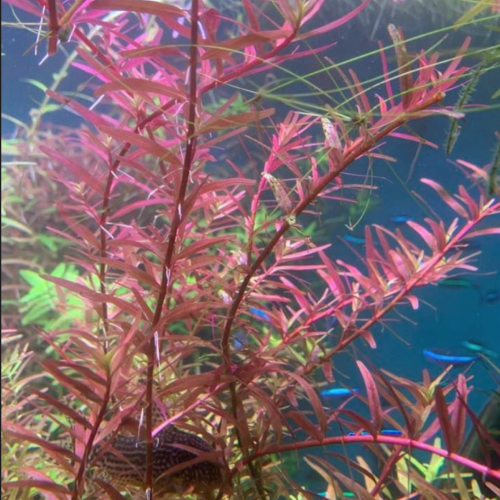 ROTALA ROTUNDIFOLIA