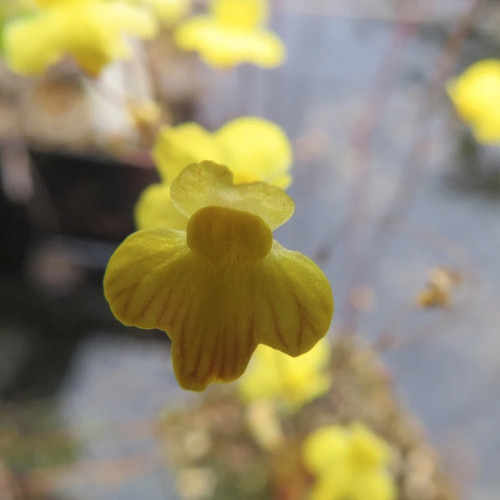 Utricularia vulgaris