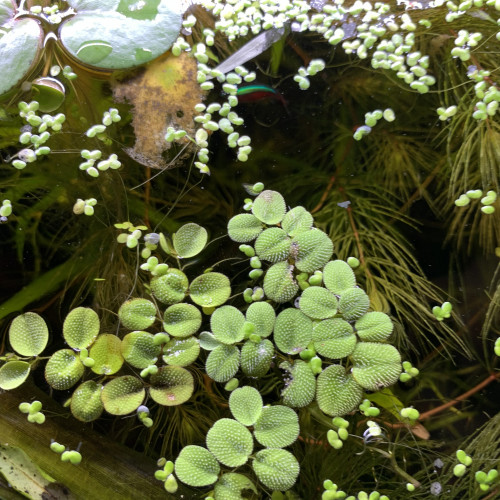 Salvinia natans