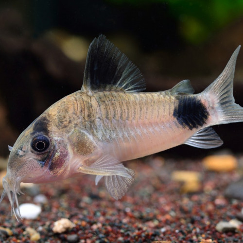 Lot de corydoras panda
