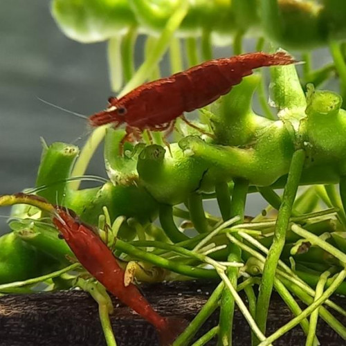 crevette bloody mary