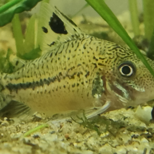 corydoras leopardus