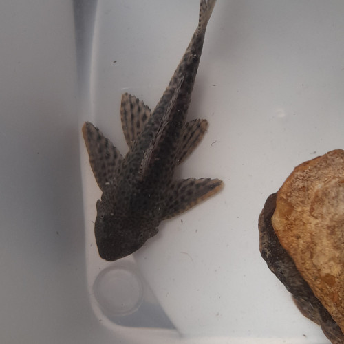 Pleco 20 cm