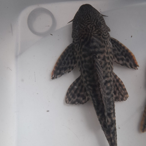 Pleco 23cm