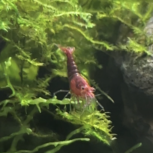 Neocaridina heteropoda - Sakura red