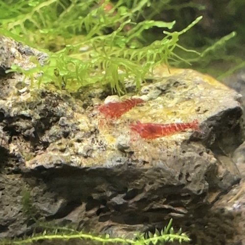 Neocaridina heteropoda - Sakura red