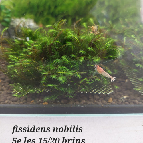 Fissidens nobilis