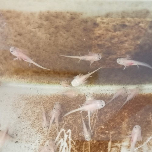 Axolotls leucistiques, arlequins, albinos