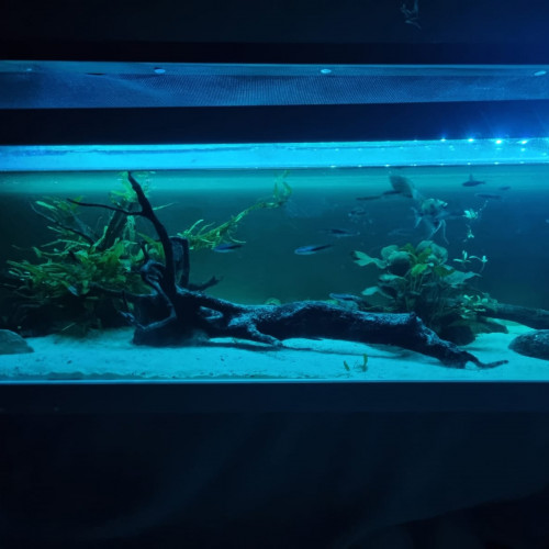 Aquarium 115L