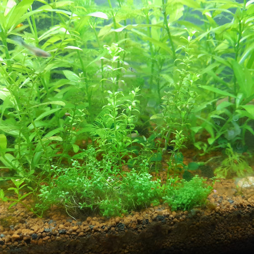 Vend bouture de plantes d aquarium