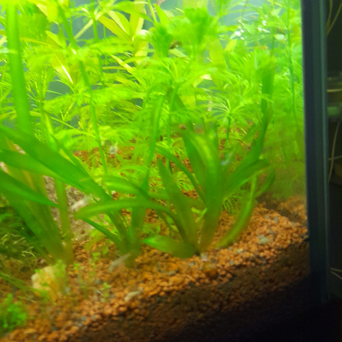 Vend bouture de plantes d aquarium