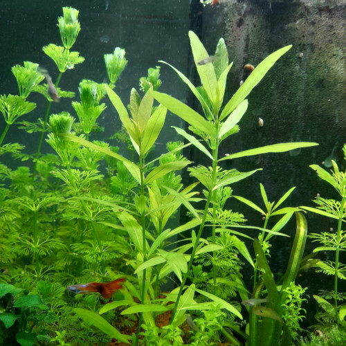 Vend bouture de plantes d aquarium