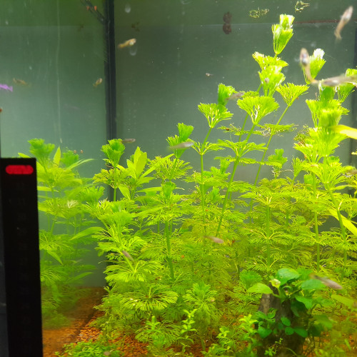 Vend bouture de plantes d aquarium