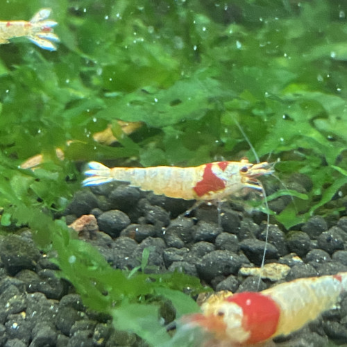 Crevette Caridina cf. Cantonensis Crystal Red Shrimp (CRS)