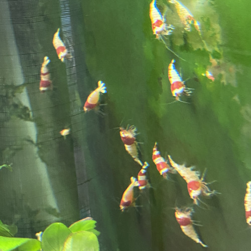 Crevette Caridina cf. Cantonensis Crystal Red Shrimp (CRS)