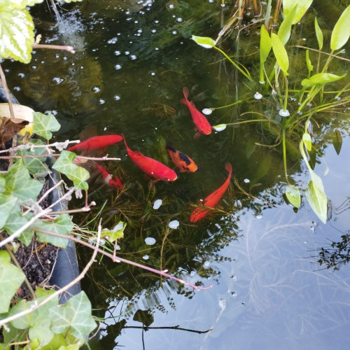 Don poissons rouges
