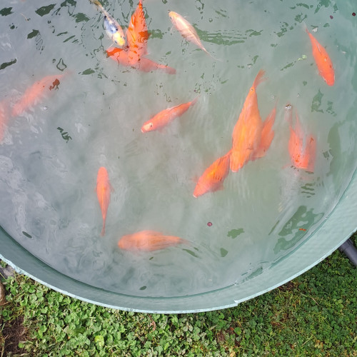 Poisson rouge de bassin