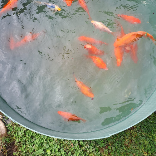 Poisson rouge de bassin