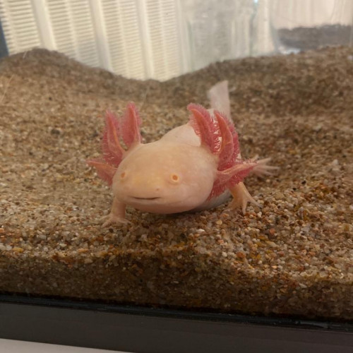 Axolotl albinos à vendre