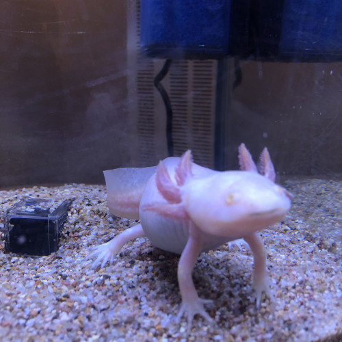 Axolotl albinos à vendre