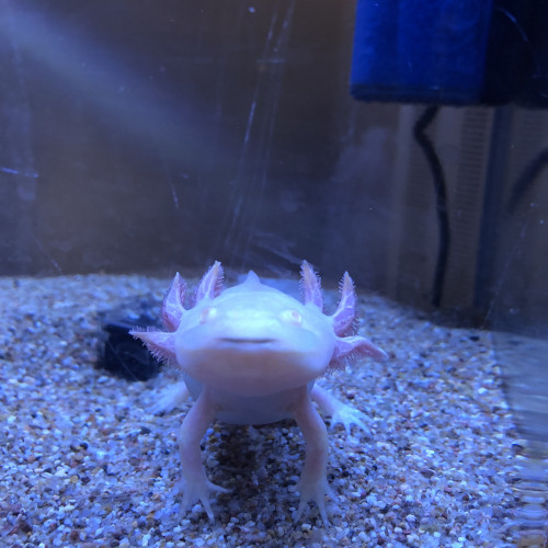 Axolotl albinos à vendre