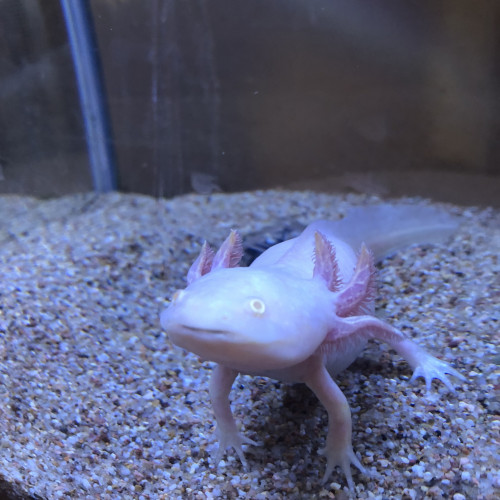 Axolotl albinos à vendre