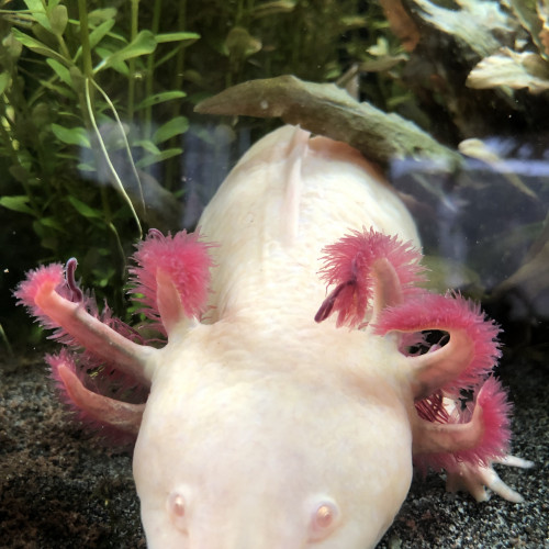 Axolotl à vendre