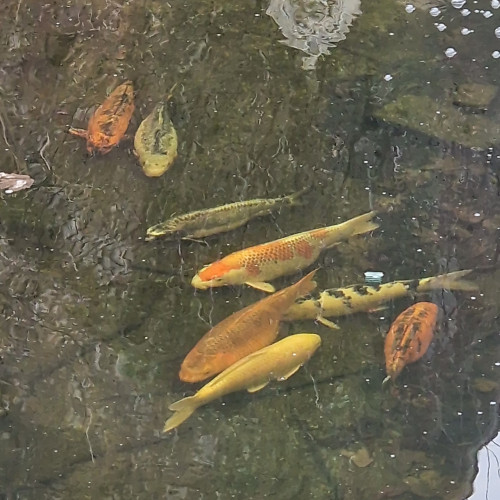 Vente des kois et carpes. Donations de différentes plantes aquatiques  et donations de poissons rouges