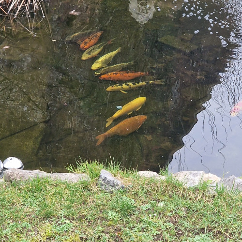 Vente des kois et carpes. Donations de différentes plantes aquatiques  et donations de poissons rouges