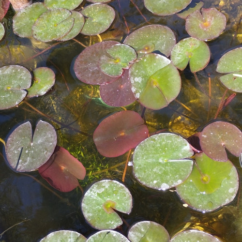 Plantes aquatiques pour bassin