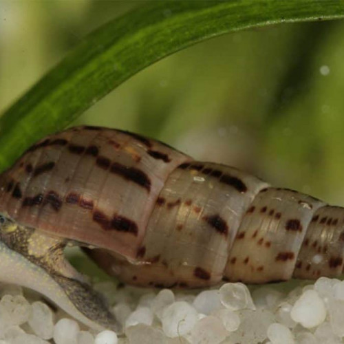 Escargot melanoides