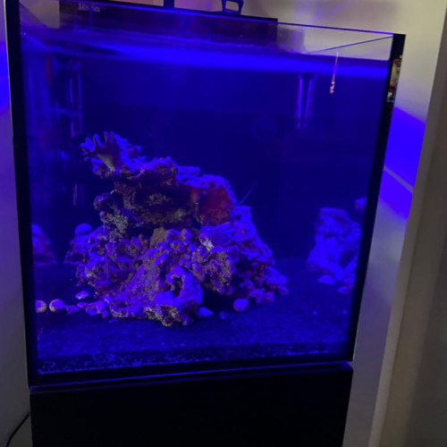 aquarium MAX NANO 100L eau de mer/récif avec son contenu