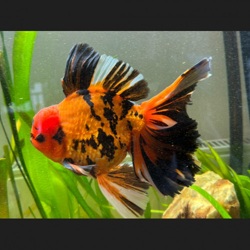 Oranda Mâle