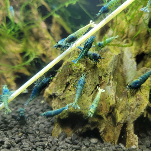 Crevette Caridina Blue Bolt