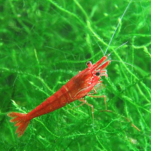 Crevettes Red Cherry, Red Rili, Blue Velvet et hybrides (grises)