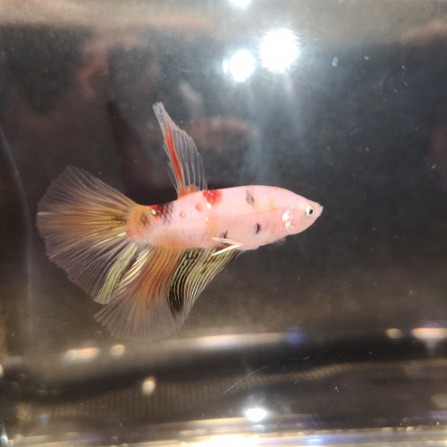 Betta splendens koi/half moon marbré