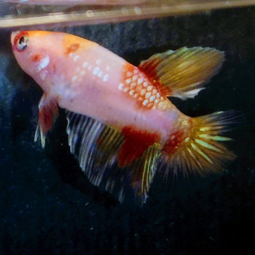 Betta splendens koi/half moon marbré