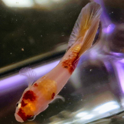 Betta splendens koi/half moon marbré