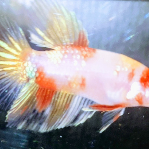 Betta splendens koi/half moon marbré