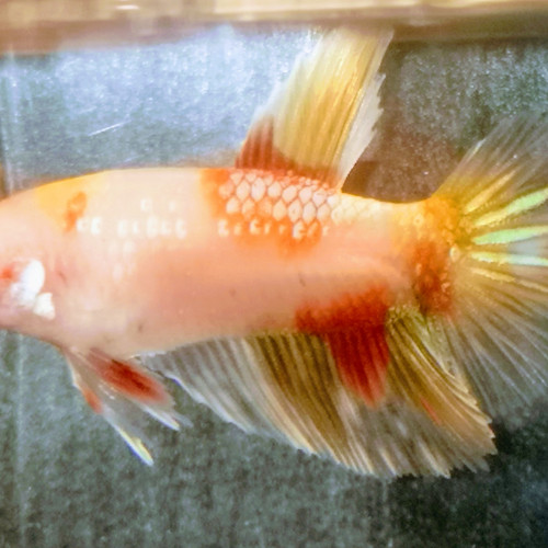 Betta splendens koi/half moon marbré