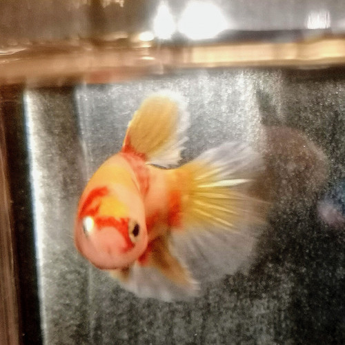 Betta splendens koi/half moon marbré